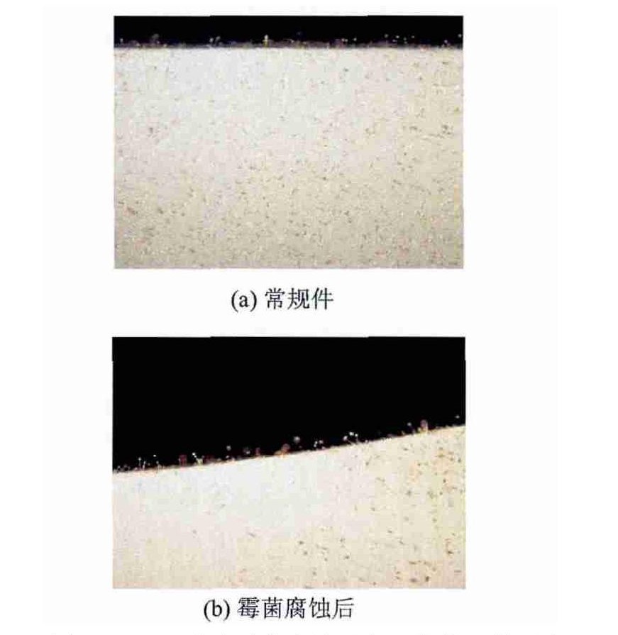 低空载人飞行器霉菌实验箱对飞行汽车样品的试验研究(图3)